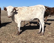 025/2 RODEO FIELD 83/7 X AI