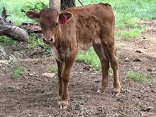 24-19 Steer