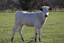 SITTIN PIASUE HEIFER CALF