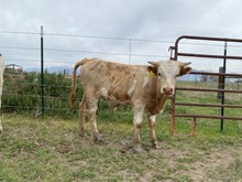 Golden Rock Bull