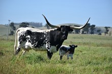 THR STARLIGHT FIFTYFIFTY