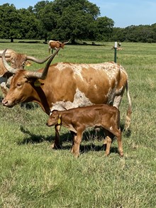 MML TEXAS TANKTOP STEER