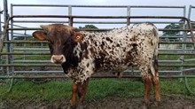 PC Cinnamon Spice 2018 bull