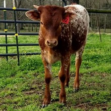 Heifer calf 2020 Justify x Pistola Bandita