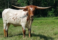 Heifer calf 2020 Justify x Coopers 167 Lamb 