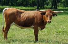 Heifer calf 2020 Justify x Yellow Ribbon