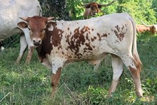 Bull calf 2022 Justify x Simply Charming