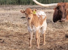 Bull calf 2022 Whiskey Bent x DH Temptress