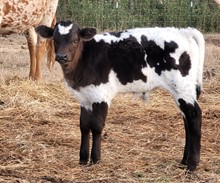 Bull calf 2022 Black MarketC&B x Just a HandfulBCB