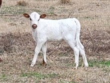 Heifer calf 2023 JustifyxHotDamHCL