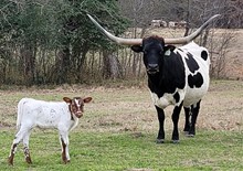 Heifer calf 2023 JustifyxRFRDeluge'sGirl