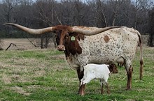 Heifer calf 2023 Justify x TuffSpriitedLil