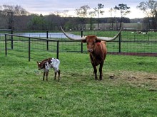 Heifer calf 2023 All In BCB x Adelaide BCB