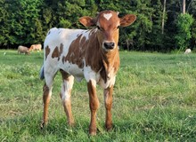 Heifer calf 2023 All In BCB x Zeus 'Midnight Sky