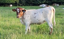 Heifer calf 2023 JustifyxRFRDeluge'sGirl