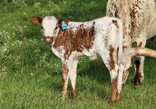 Heifer calf  2023 Black Market x Just Prissy