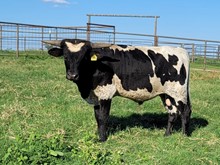 Bull calf 2022 Black MarketC&B x Just a HandfulBCB