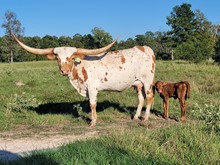 Heifer calf 2023 Black Market x Drunk Kitty