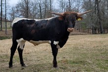 Steer calf 2022 Whiskey Bent BCB X Pippin's Paul