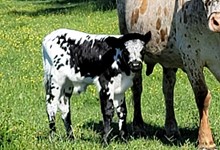 Bull calf 2024 BlackMarket x BLDolly