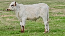 Bull Midnight Magic x High Plains Drifter 446