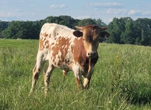 Bull calf 2024 Justify x Kat Nap BCB