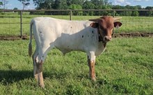 Bull calf 2024 Justify x Pippin's Pauli
