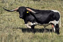 RURAL BLISS partnership