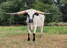 Steer 2023 BlackMarket x SparkleSwag