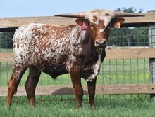 REBEL HR X TEXANA ALL SQUARE TAG 303