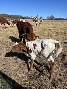 MML SUGAR CANE BULL