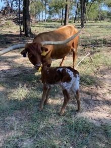 MML LITTLE TIARA STEER