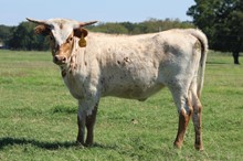 SOUTHERN SWEETIE MML