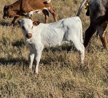 RJF ABSOLUTE CLASSIC X REBEL HR TAG 539