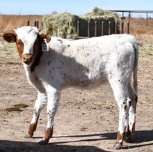 Hercules X Monika heifer 961