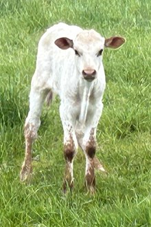 Profit's Gunsmoke Steer