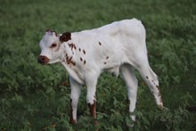 Kettle's Red Pepper Bull Calf