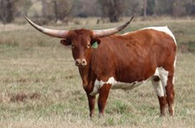 Heifer calf 2020 Swagger x Tumbling Bandita