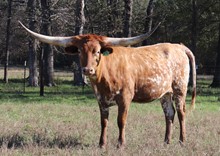 Heifer calf 2020 FF x DDL RIver Queen