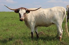 Heifer calf 2021 Justify x Midnight Moon