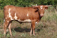 Heifer calf 2021 Cash Cowboy x Fifty Katz