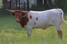 Heifer calf 2021 CashCowboyxBonitaBand