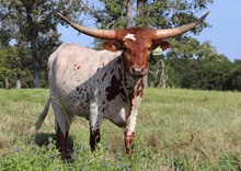 Heifer calf 2021 Platinum Chex x Sure Fire