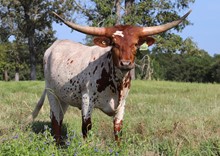 Heifer calf 2021 Platinum Chex x Sure Fire