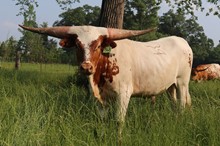 Heifer calf 2021 Swagger x BL Monika Tuff 