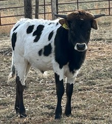 22-33 Steer