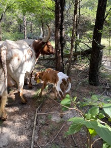 MML CREAM SODA STEER