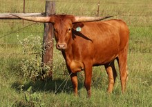 Heifer calf 2023 Swagger x Pippin'sPauli