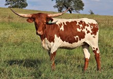 Heifer calf 2023 BlackMarket x UpTheAnte