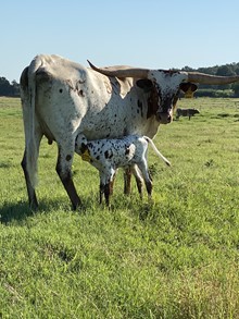 HOT TARI STEER